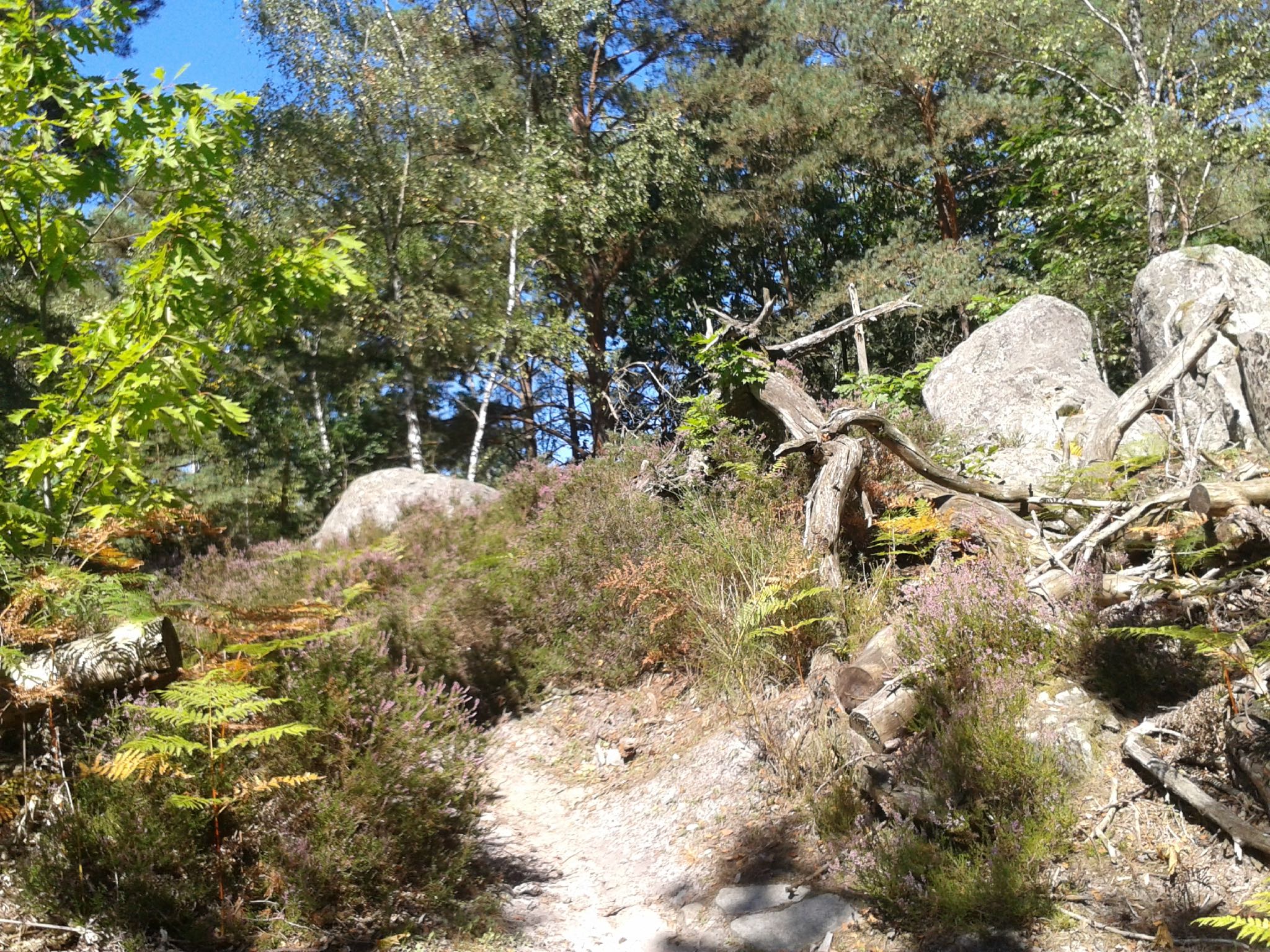 From Bois-le-Roi to Fontainebleau