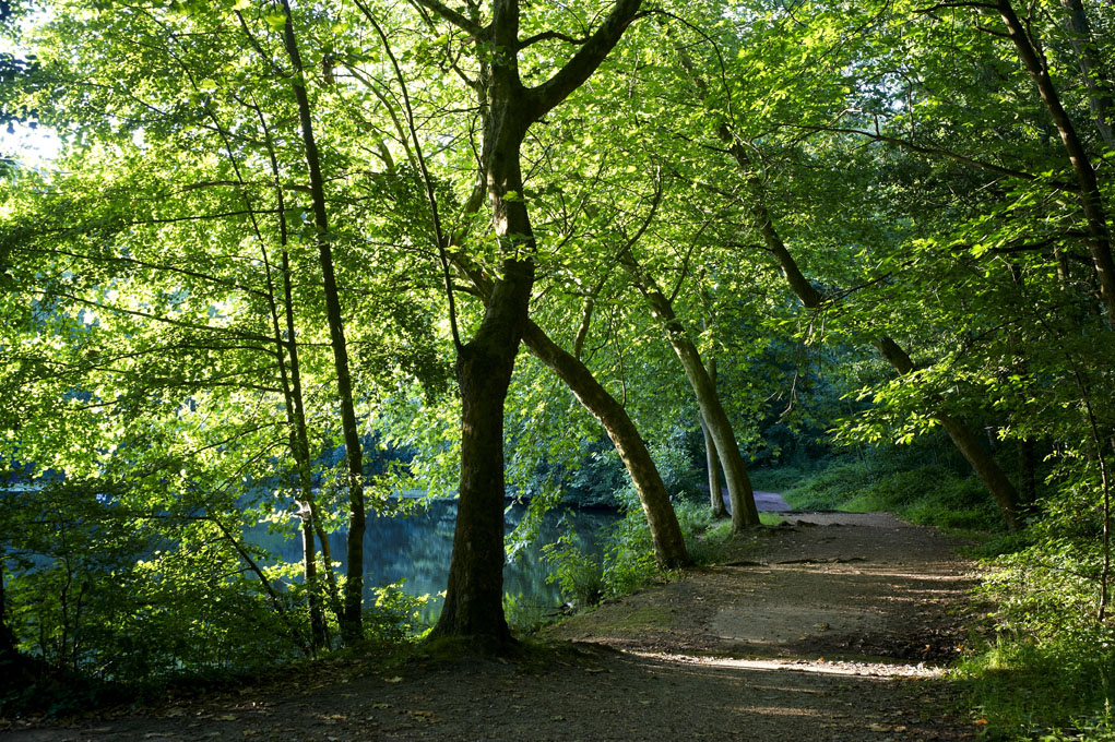 Forêt de Meudon
