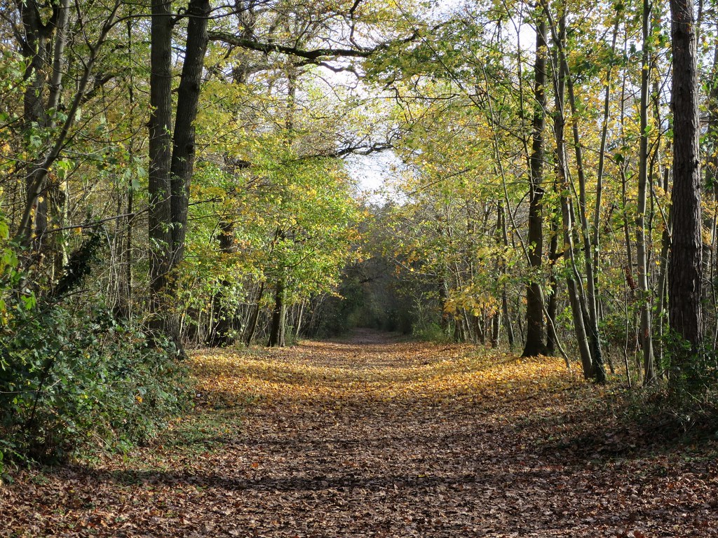 Forêt de Saint-Germain