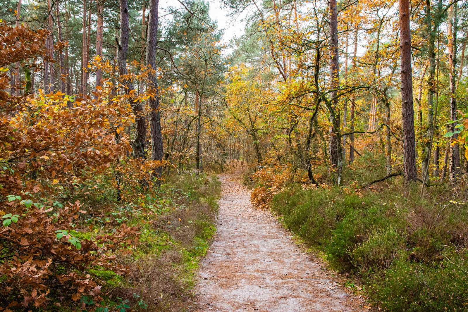 From Fontainebleau to Bourron-Marlotte