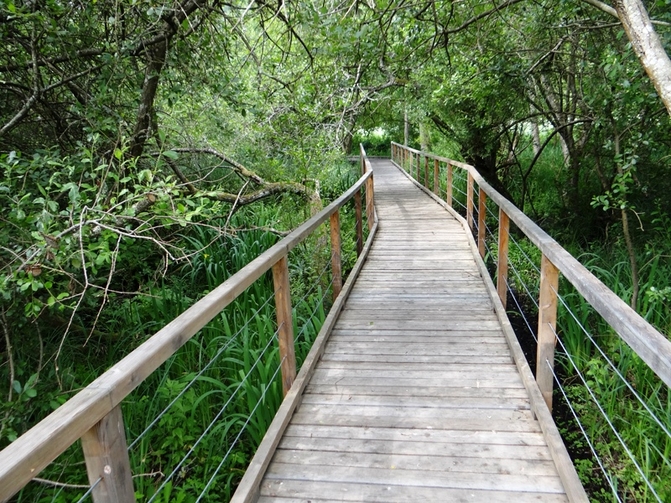 Roselière de Maincourt