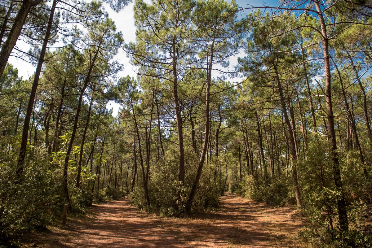 Côte Sauvage d'Olonne