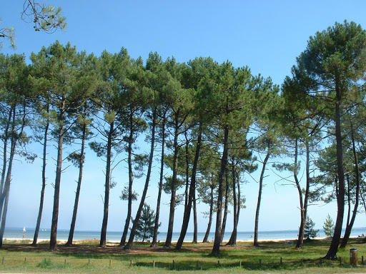 Forêt de Biscarrosse Plage