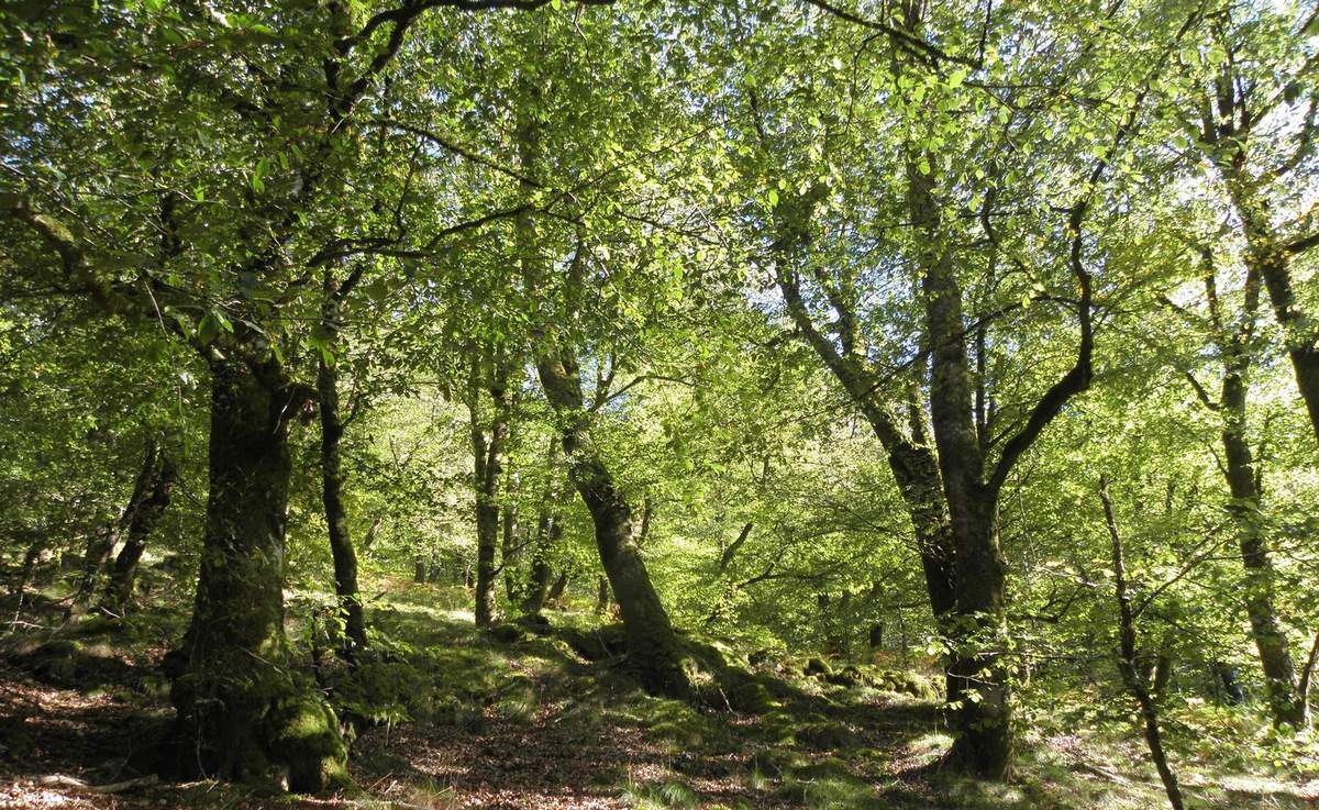 Sentier de la Baronne