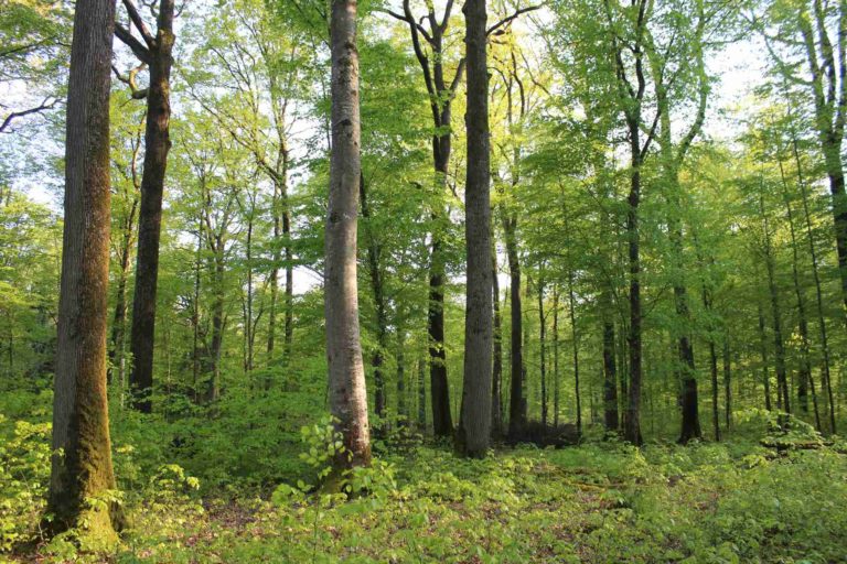 Forêt du Grand Orient