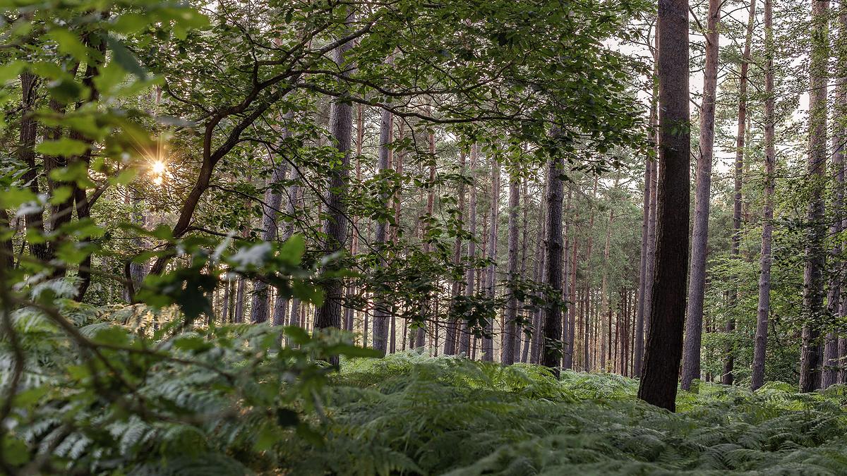 Rond de Cobourg in Forêt de Bord