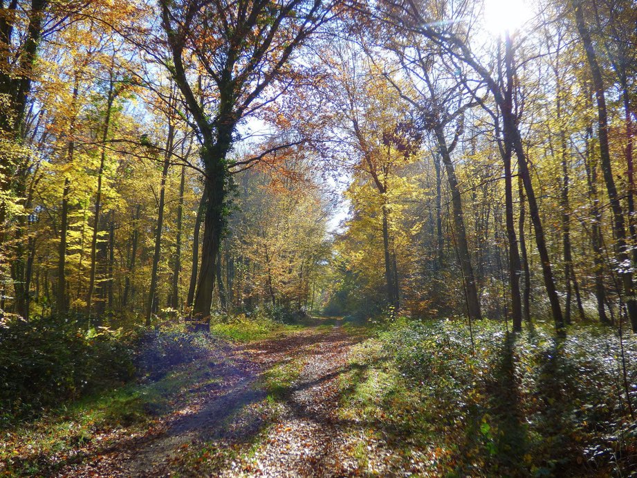 Vallée Comette in Forêt de Bord-Louviers