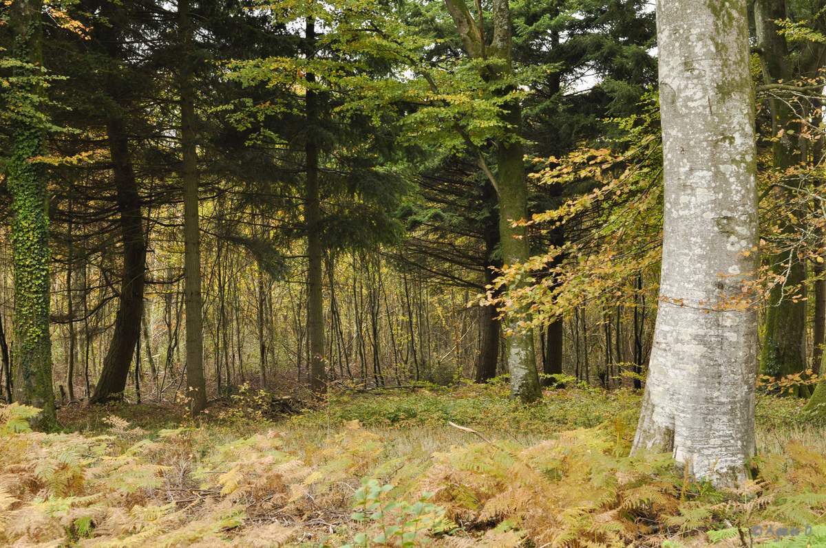Forêt de Crécy