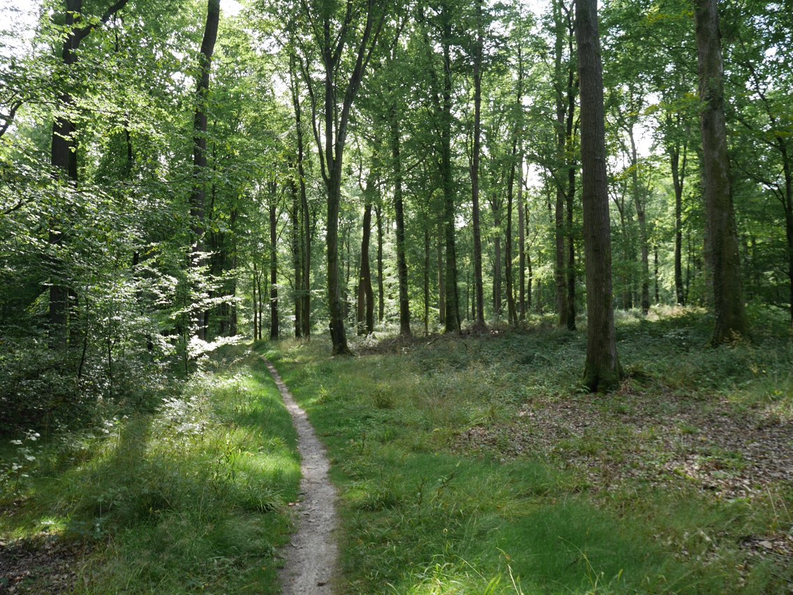 Forêt de Mormal