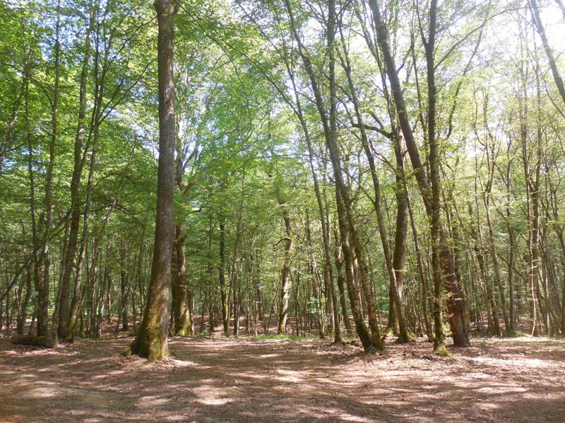 Forêt de Chaux