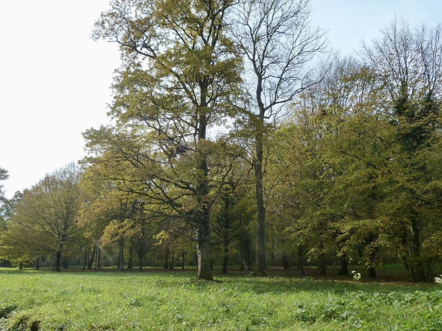 Forêt d'Armainvilliers