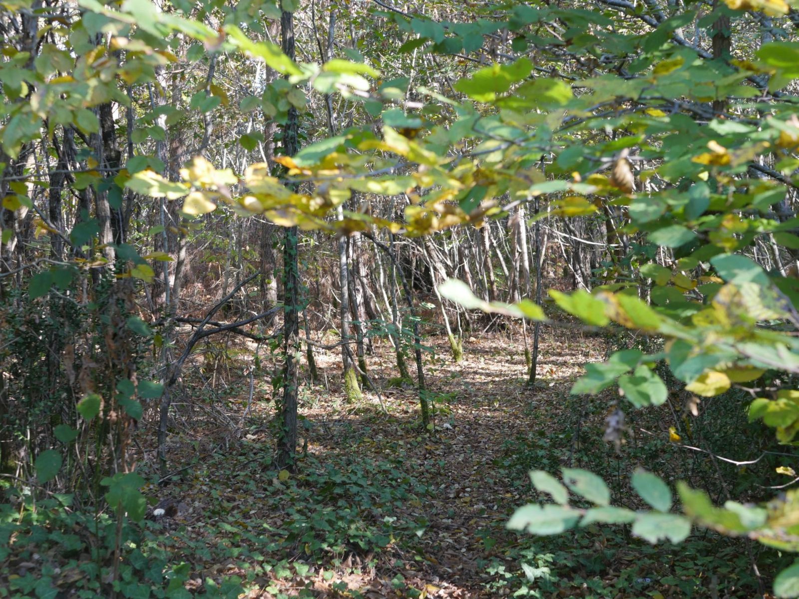 Forêt du Taillan­-Médoc