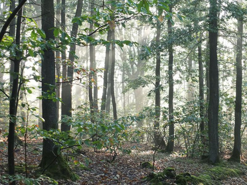 Forêt de la Tête Ronde