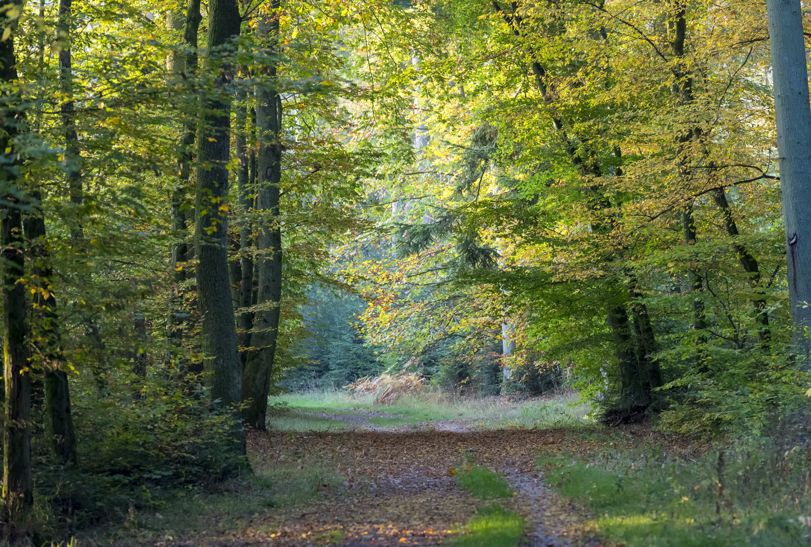 Forêt de la Houve