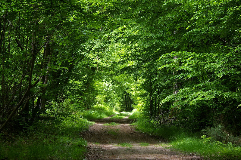 Forêt de Dreux