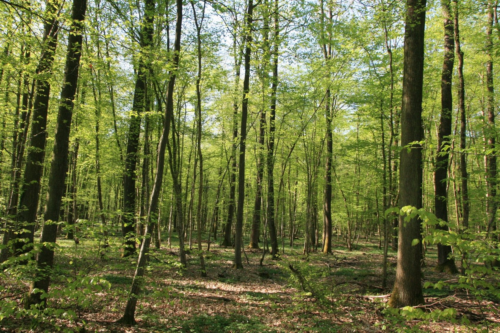 Circuit de la Schierlach