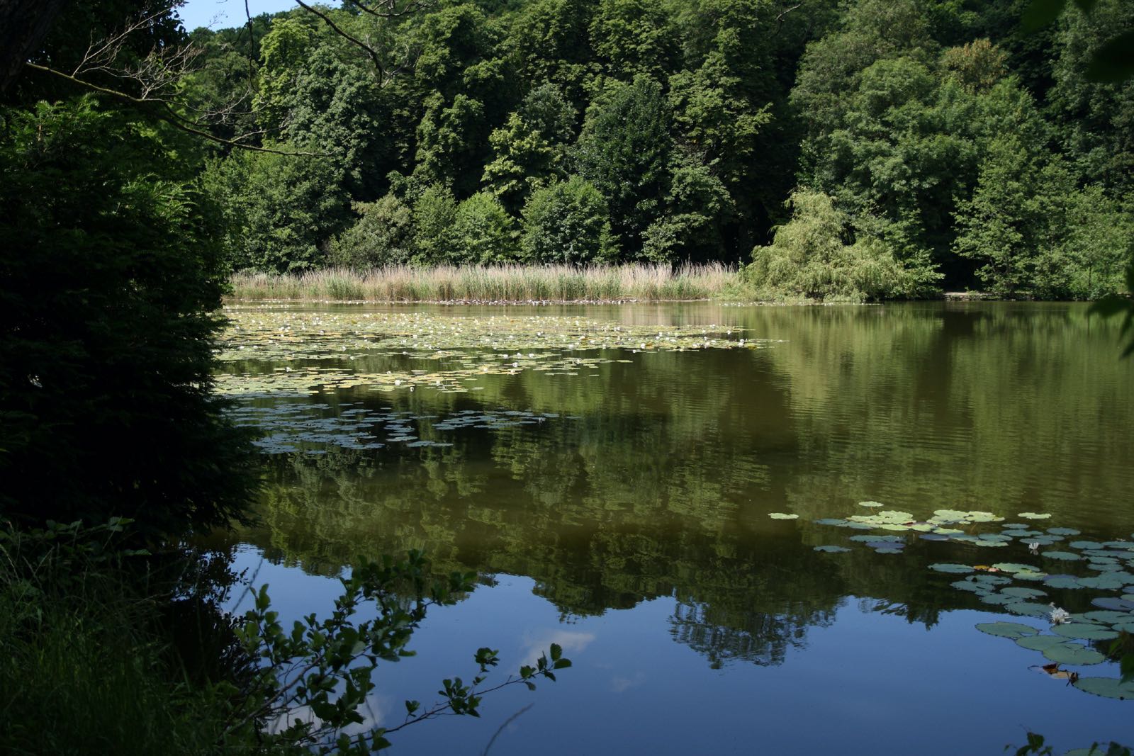 Forêt de la Malmaison