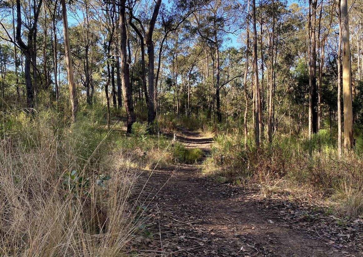 Eugenia et Powerful Owl Tracks