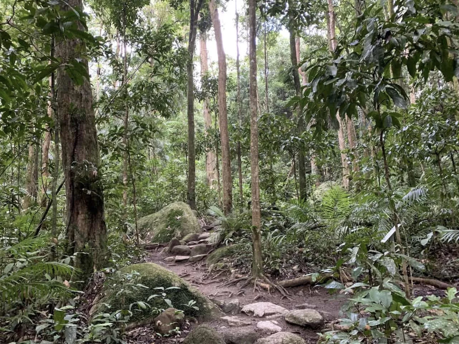 Rainforest Circuit Track
