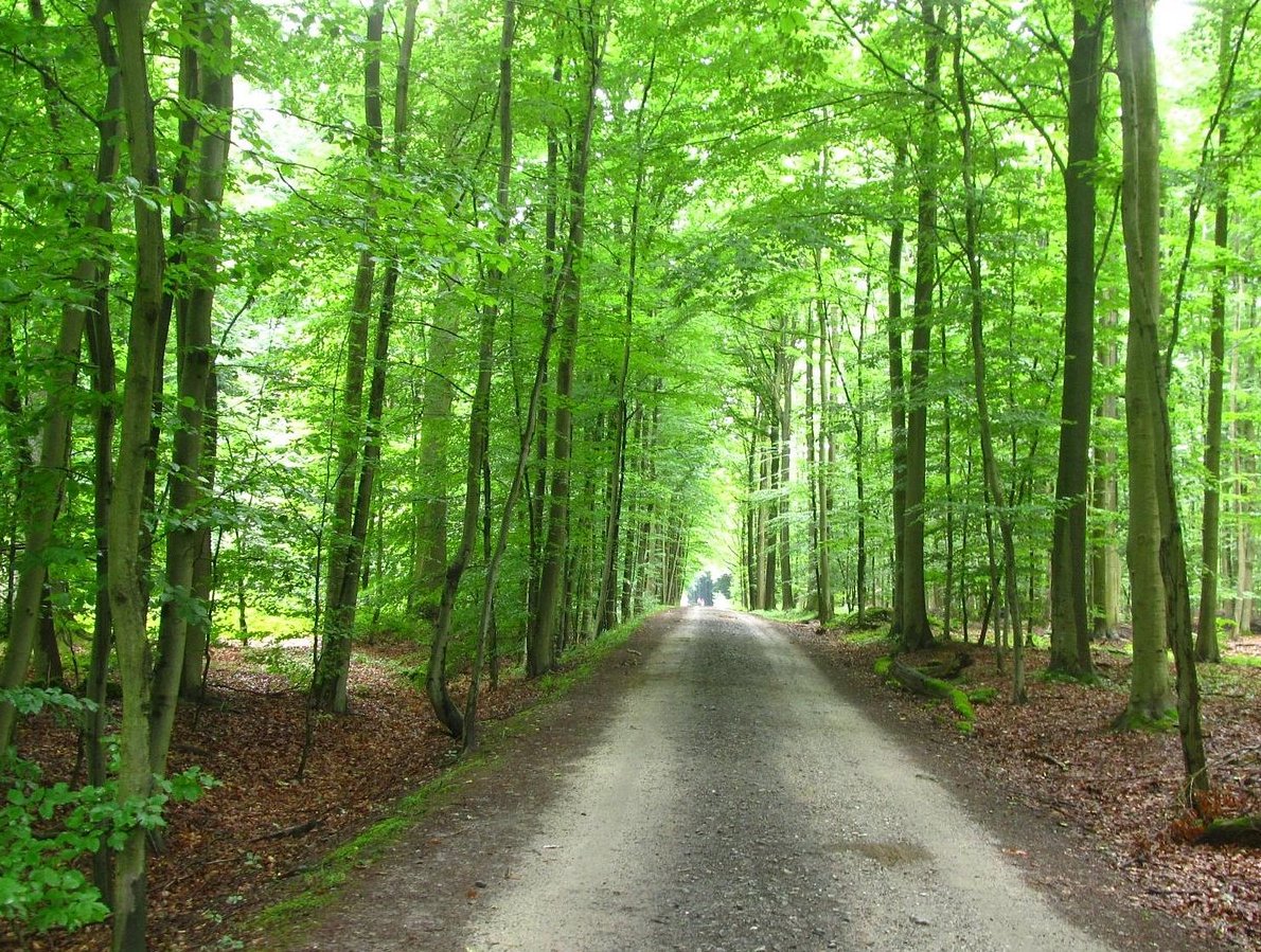 Réserve forestière du Rouge-Cloître
