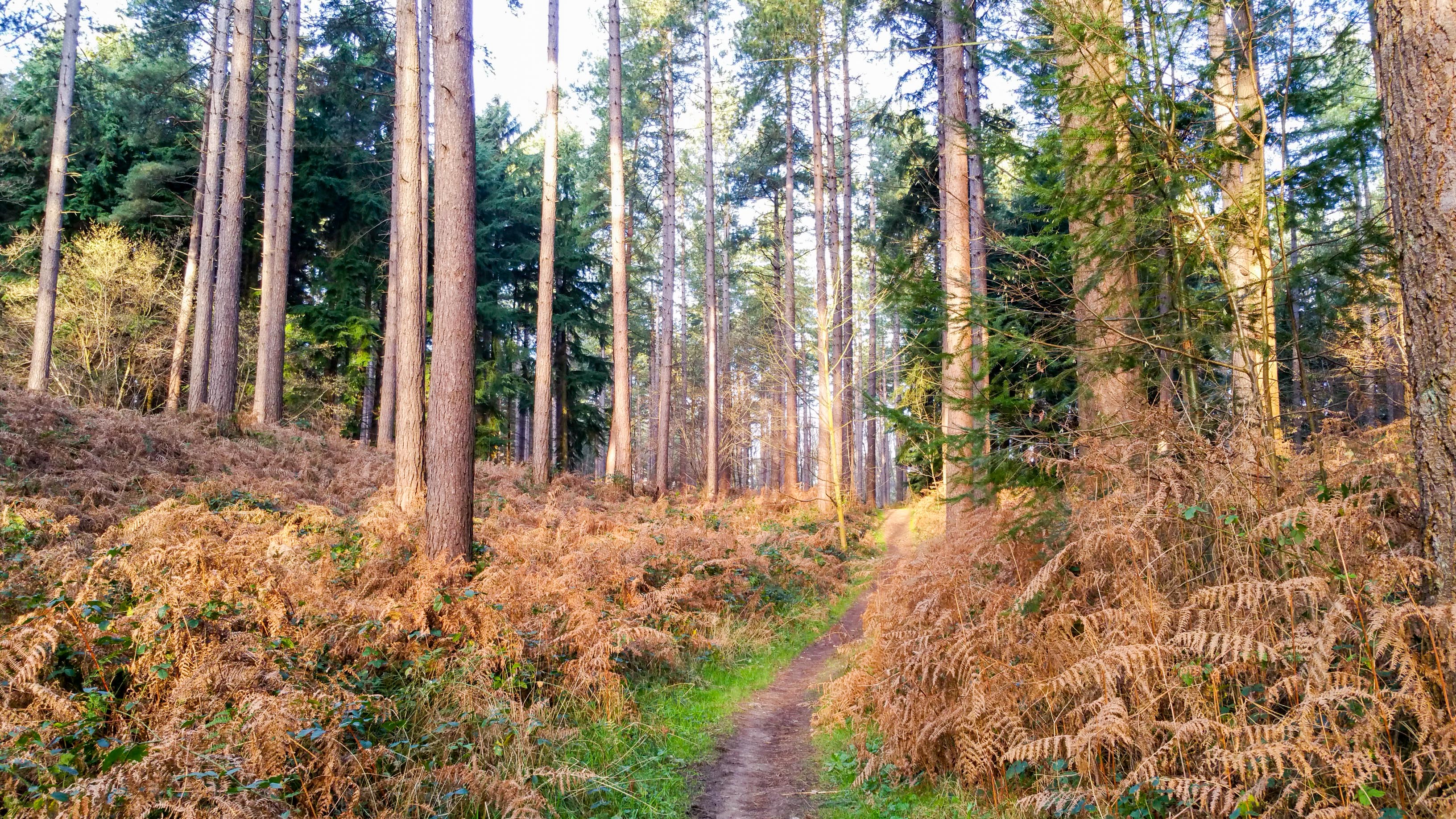 Meerdaal Forest from Hamme-Mille