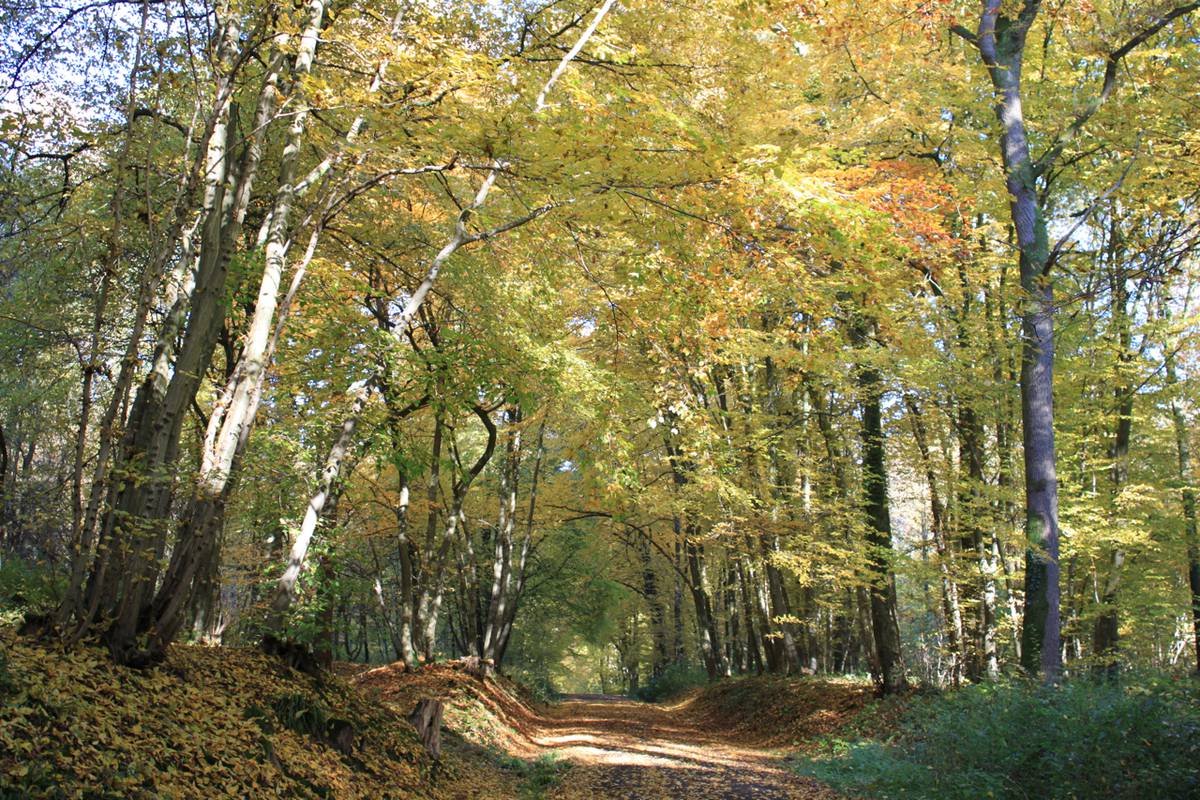 Long Loop of Bois de Colfontaine
