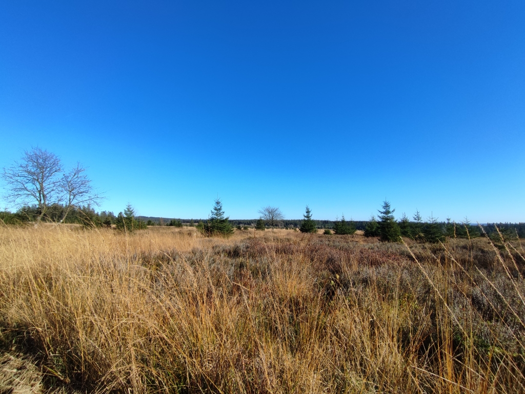 Setay and Herbôfaye from la Baraque Michel
