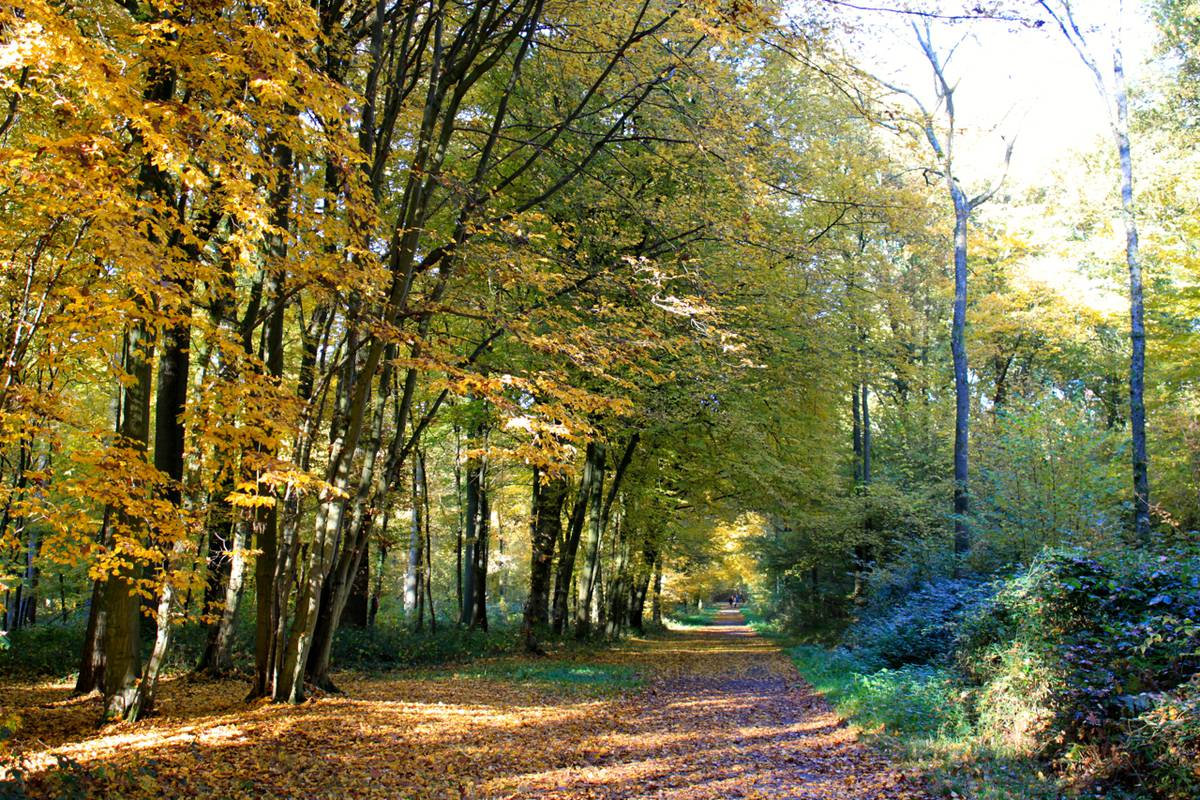 Short Loop of Bois de Colfontaine