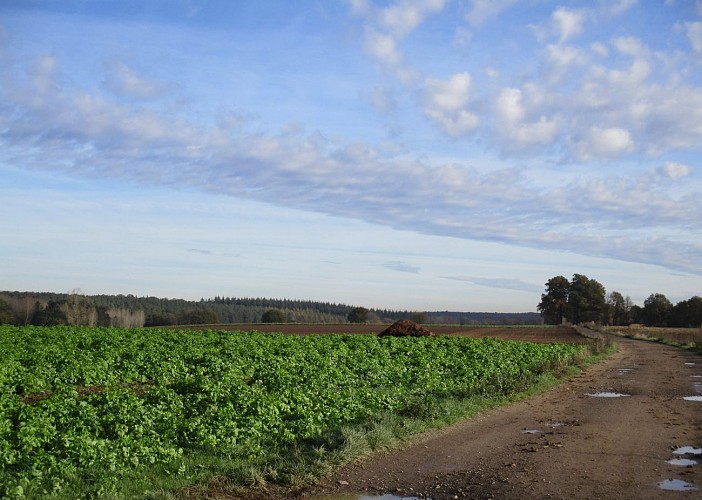 Tour des Quatre Chênes