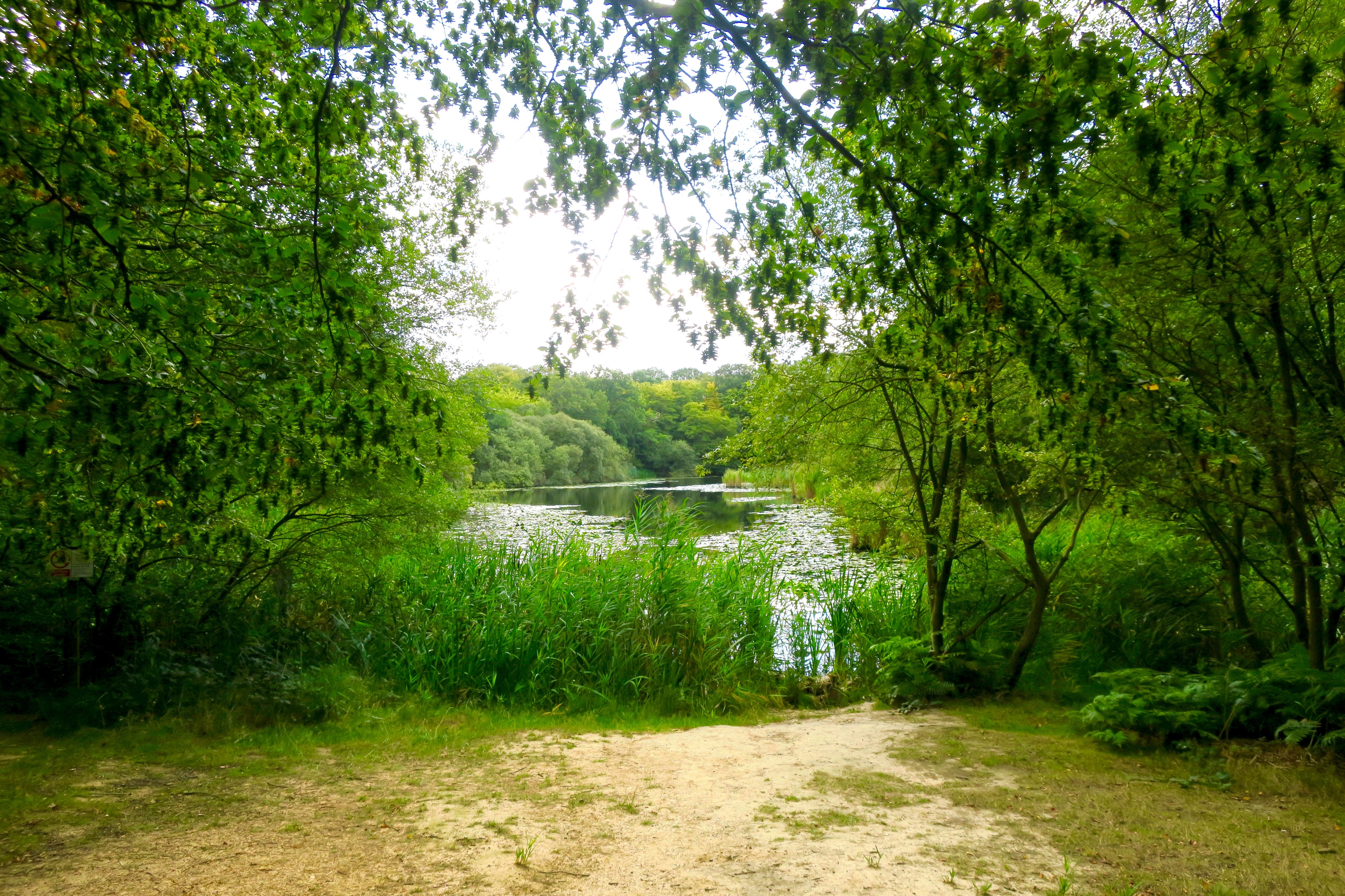 Earl's Path to Wake Valley Pond