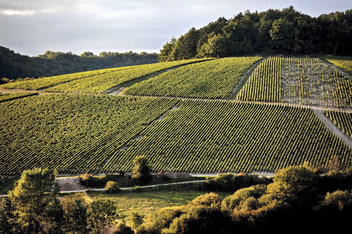 Between Chichée and Chemilly-sur-Serein
