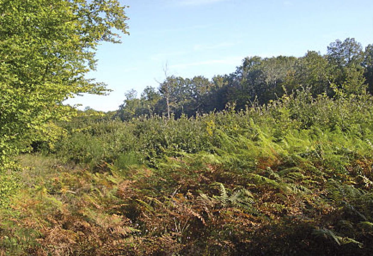 Forêt de Guérigny
