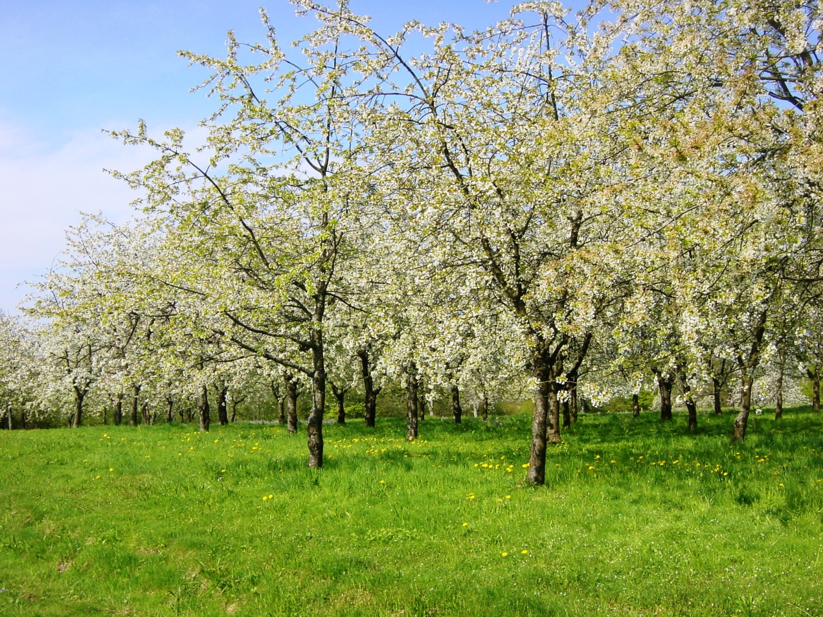 Fougerolles Cherry Trees