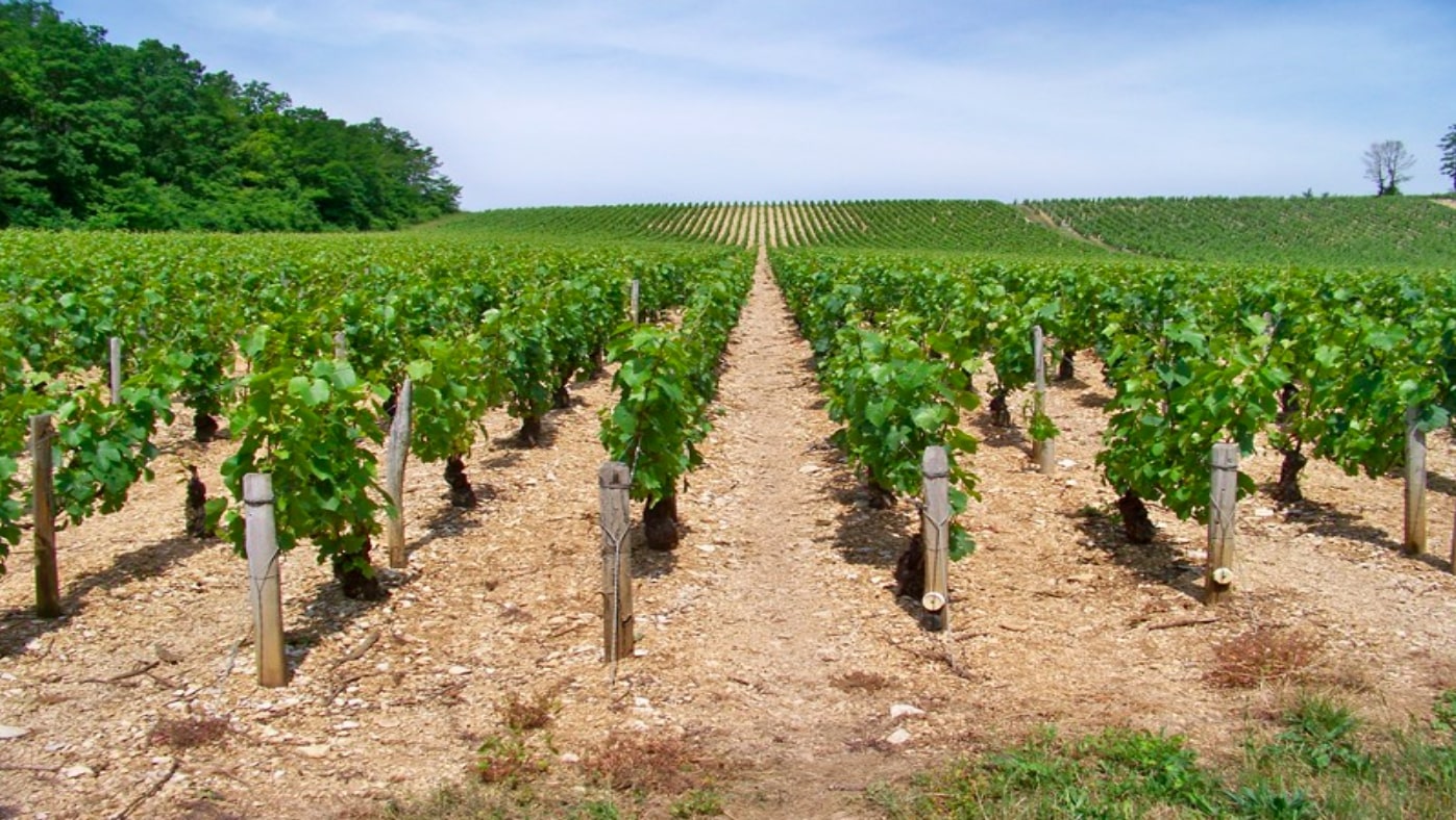 Vignoble de Poilly-sur-Serein