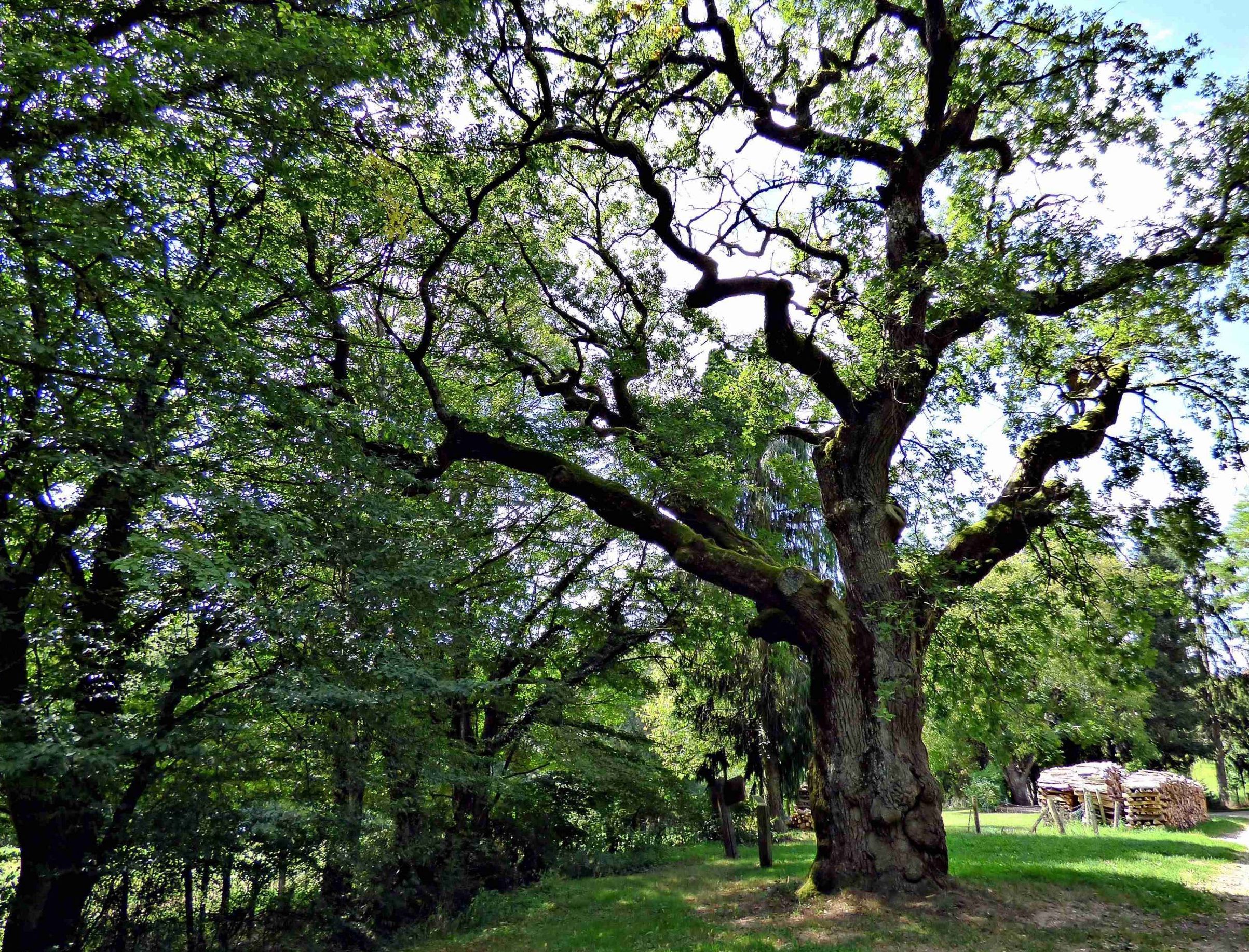 Sources de Falletans 