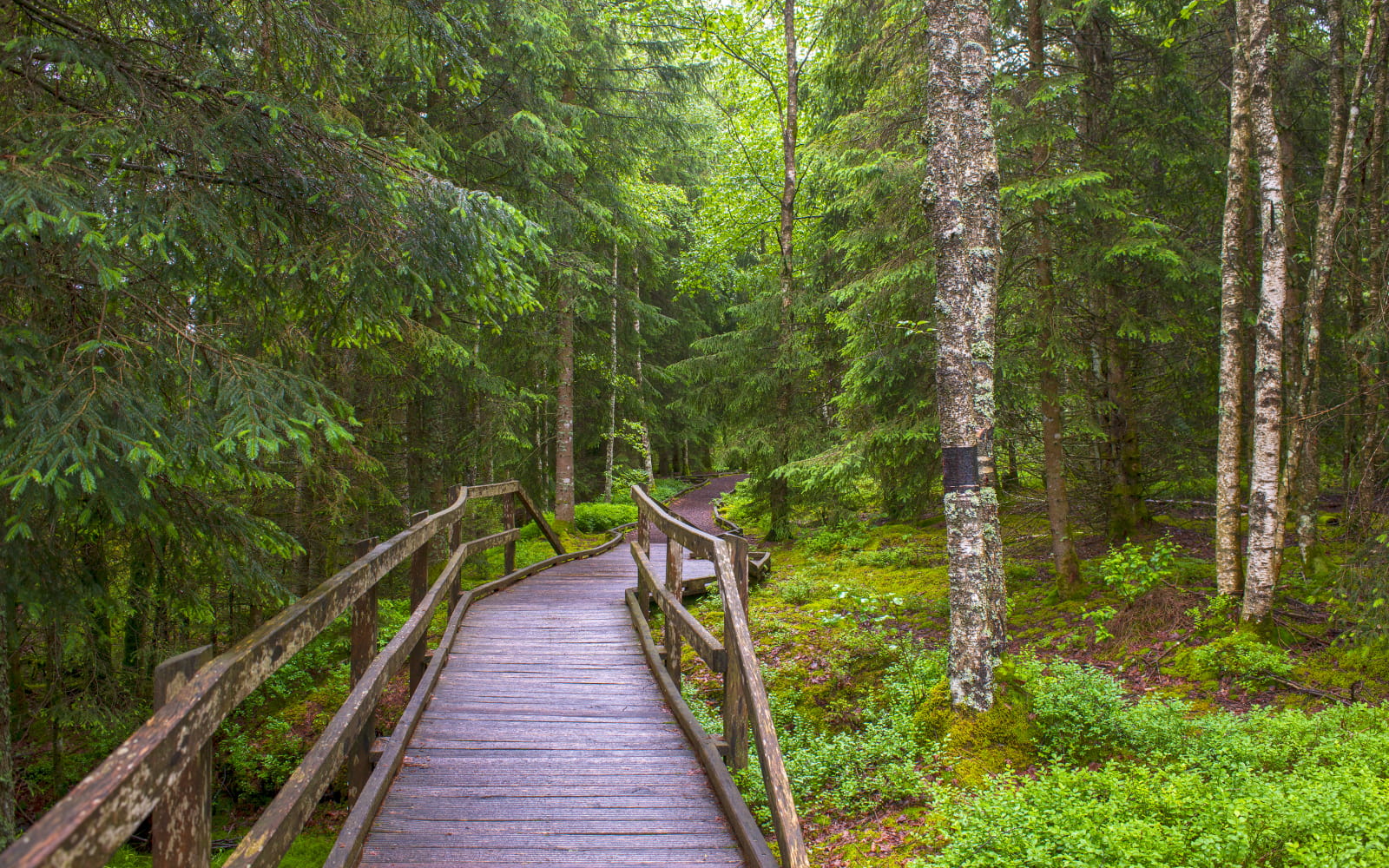 Tourbières de Frasne