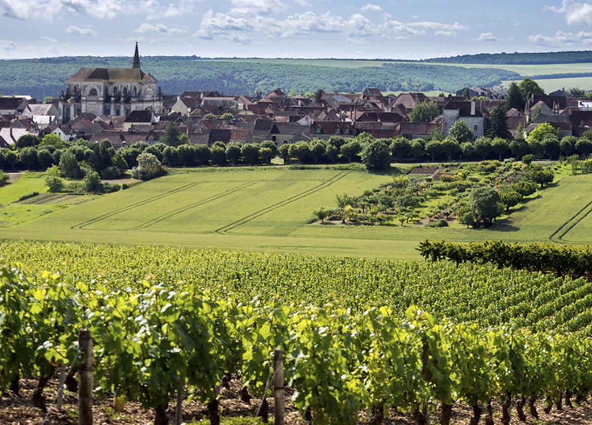 Vignes de Saint-Bris-le-Vineux