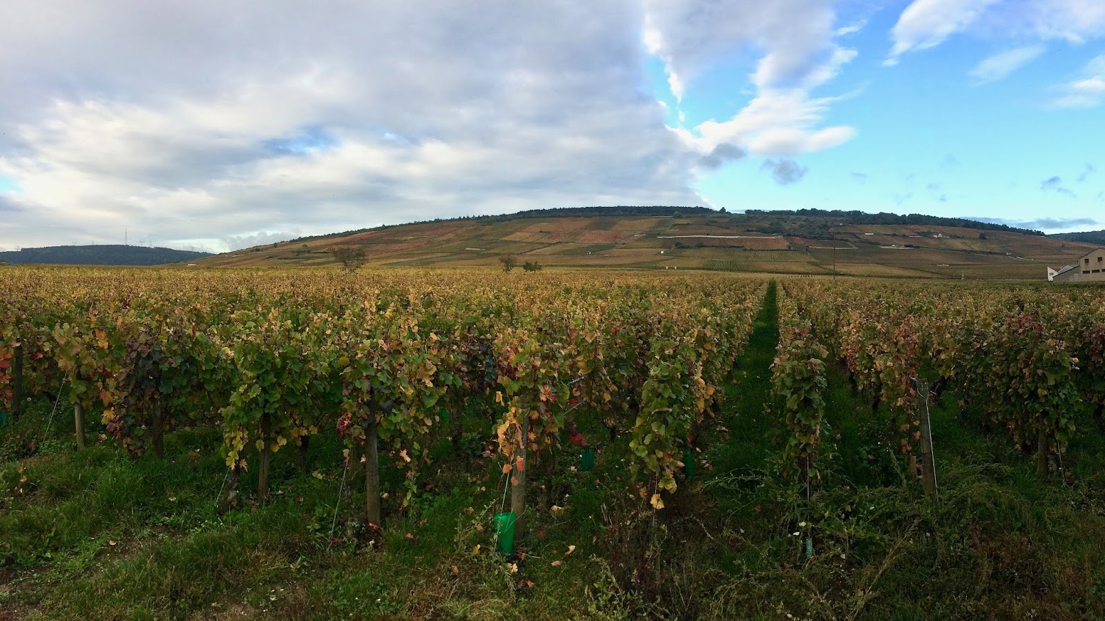 Heights of Vosne-Romanée
