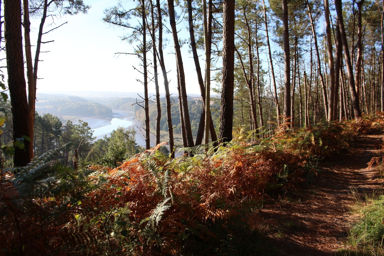 Forêt de Penhoat-Lancerf