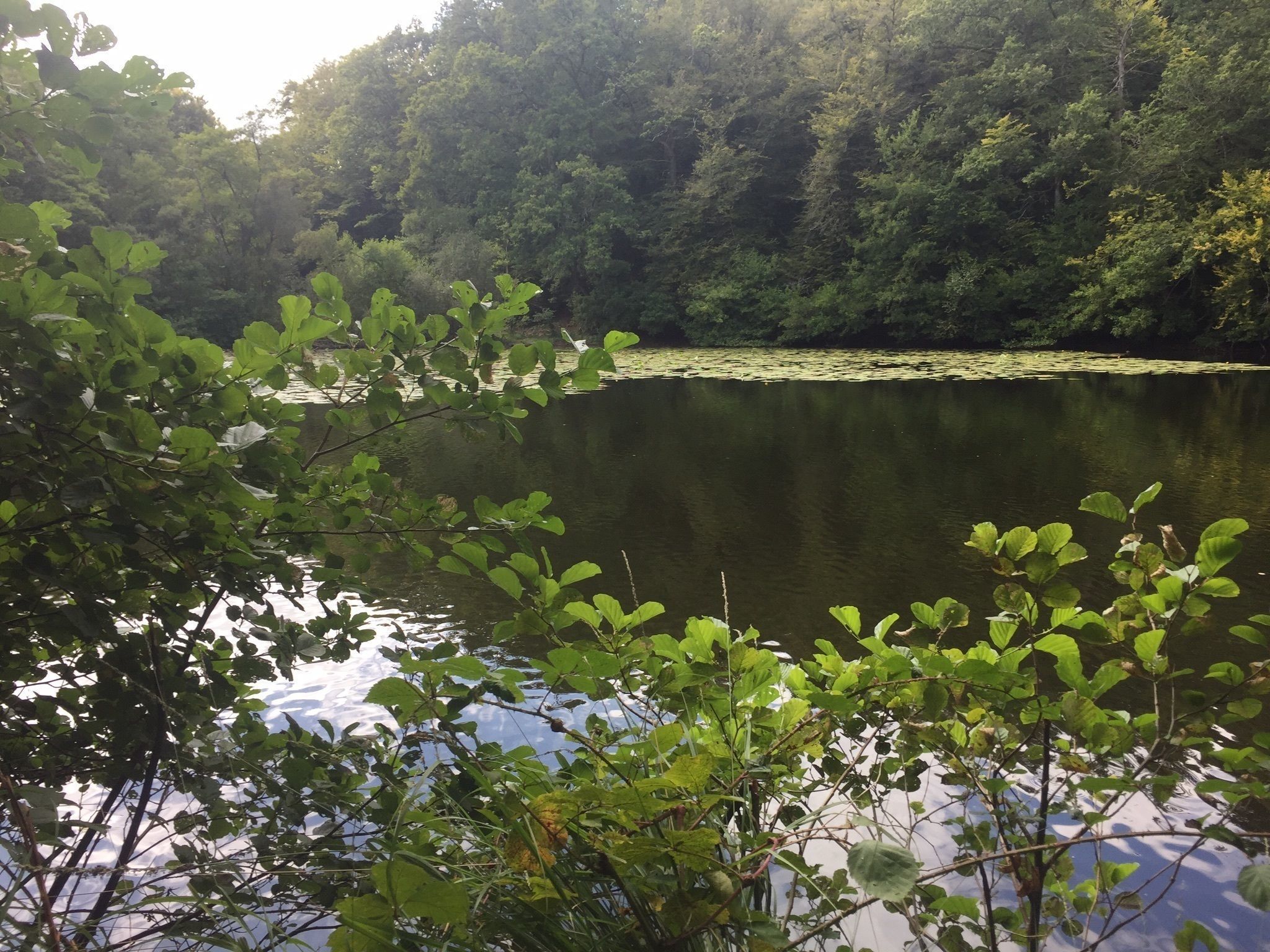 Forêt de Villecartier