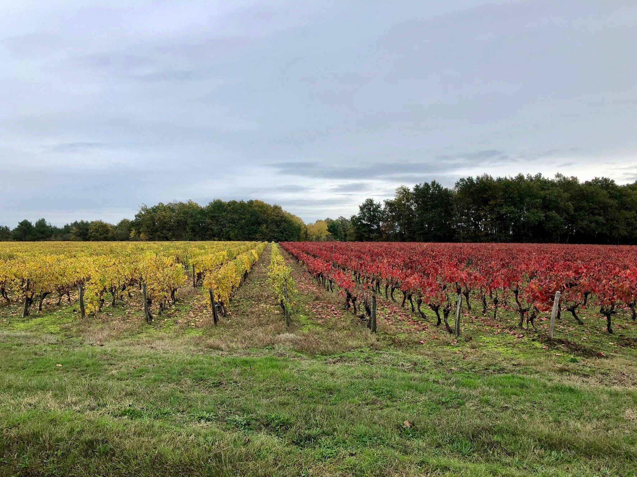 Vignes de Rougeou