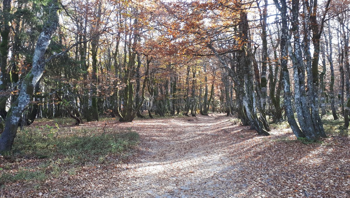 Bois de Remenaumont