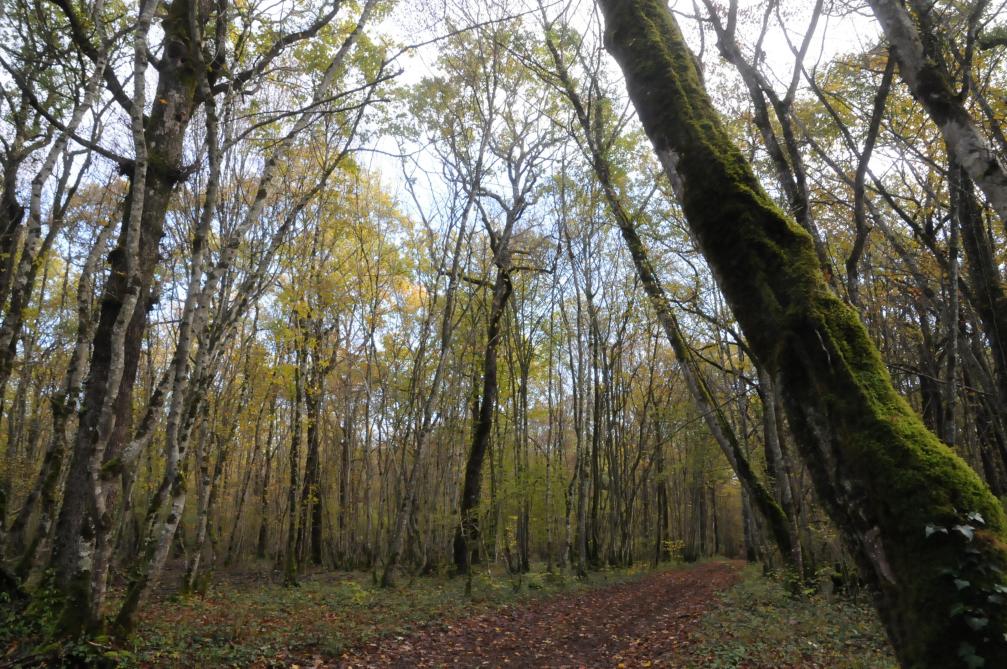 Circuit des Grands Bois
