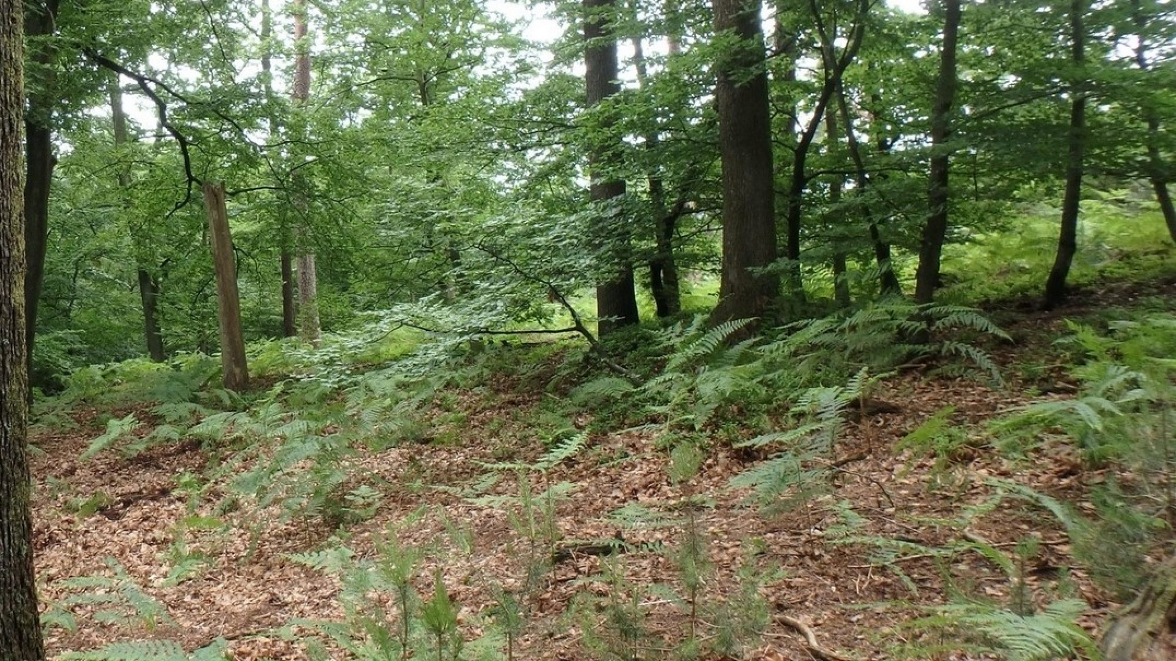 Forêt de Sparsbach