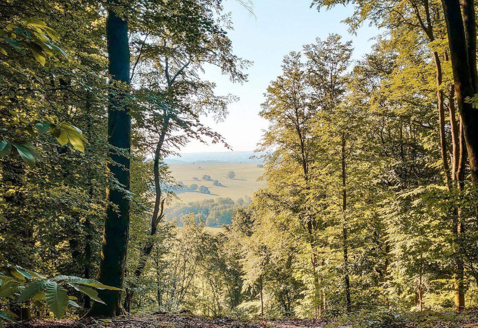 Forêt de Ernolsheim-lès-Saverne