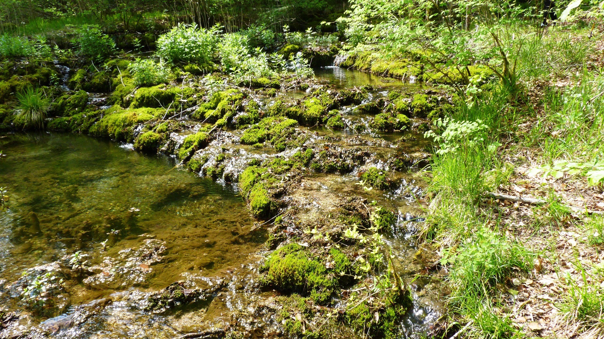 tufiere_damorey_9_name