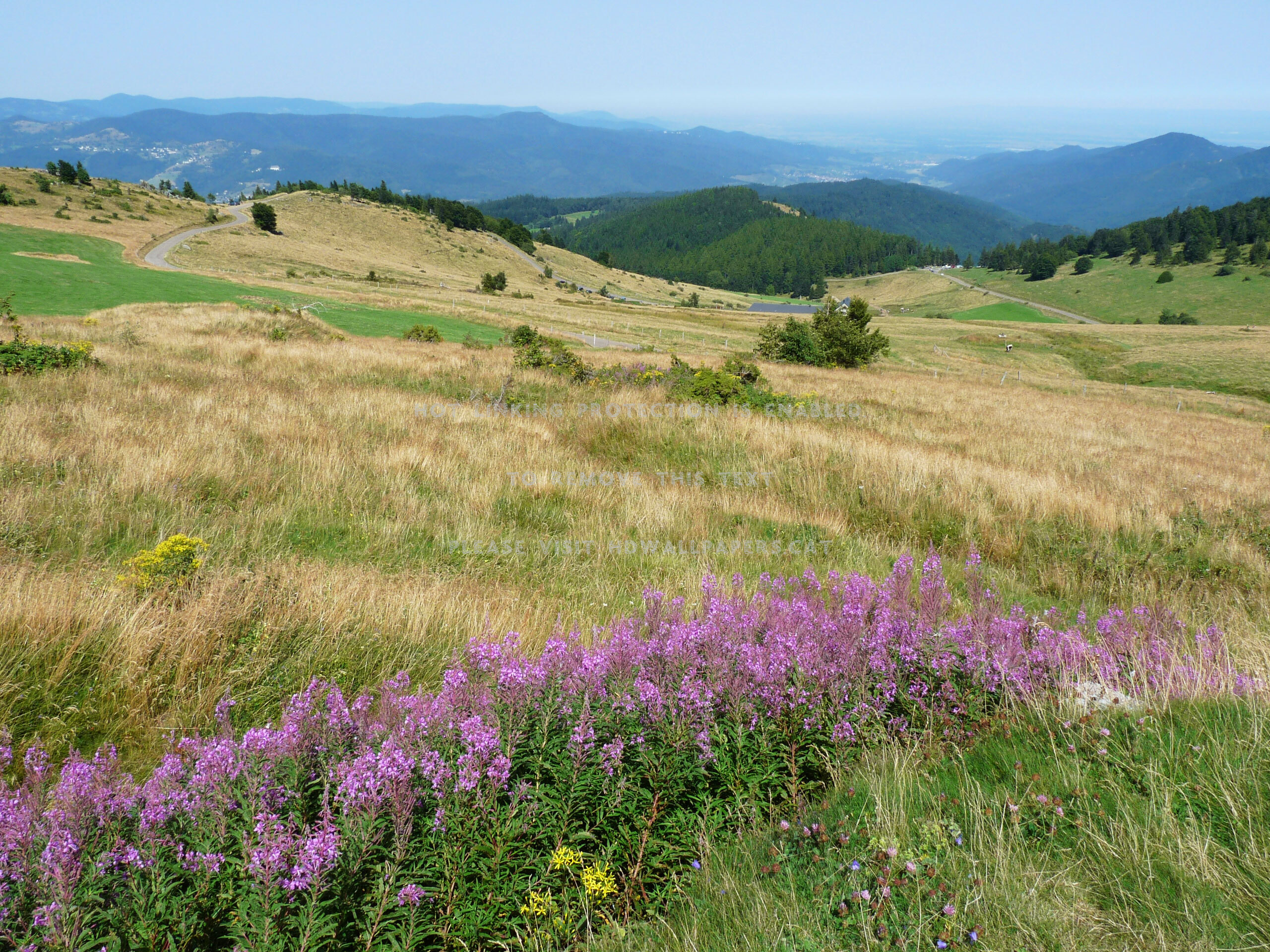 Petit Ballon d'Alsace depuis Stemlisberg