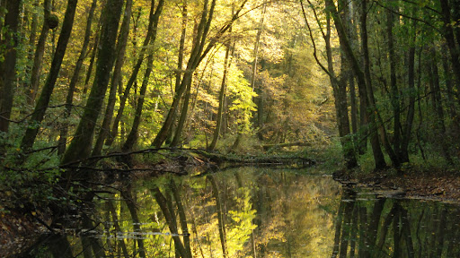 Petite Suisse Lorraine