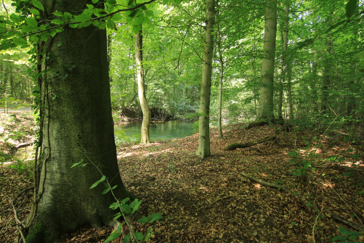 Sentier Botanique de la Forêt du Neuhof