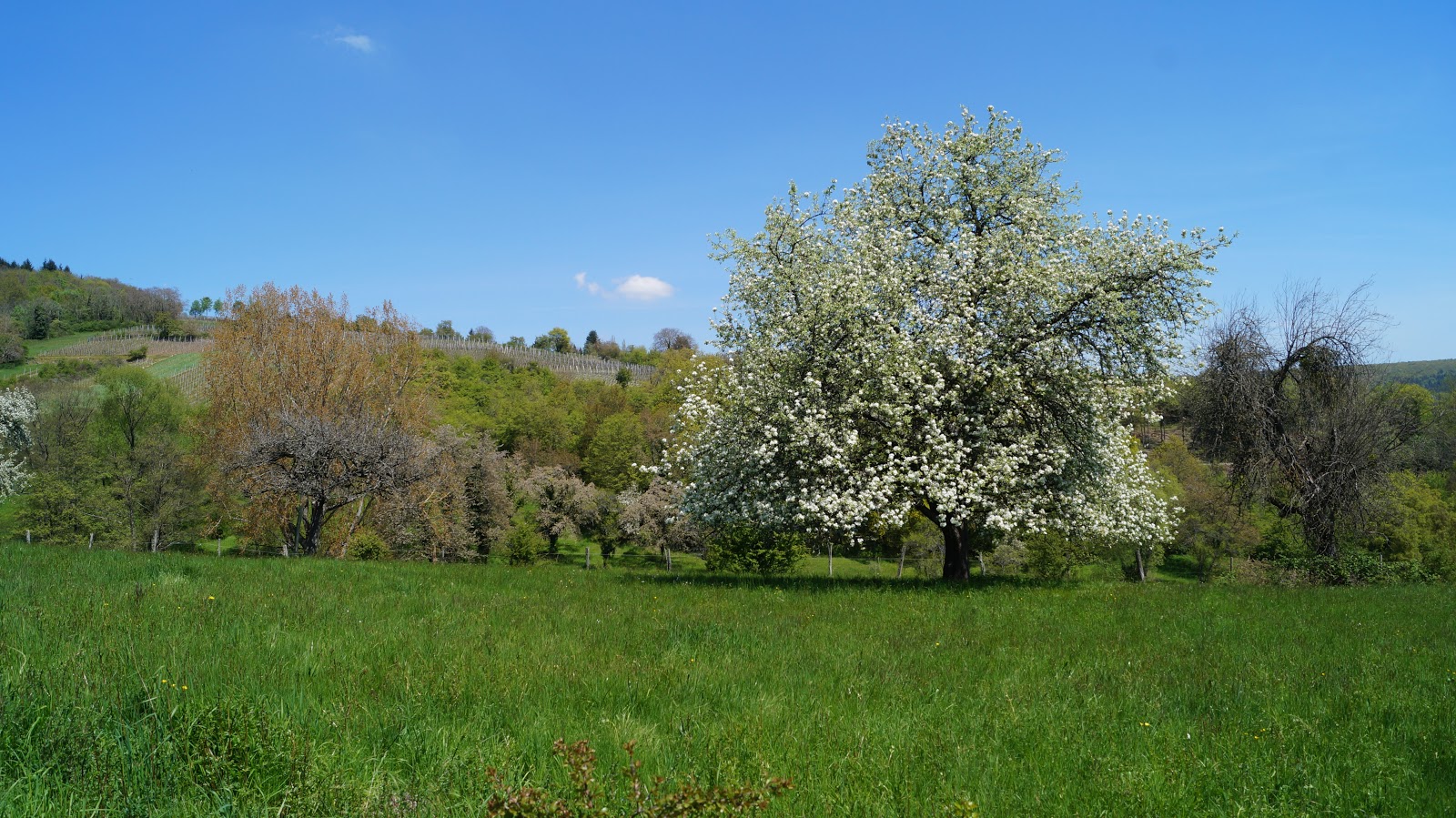 Sentier des Sols d'Osenbach